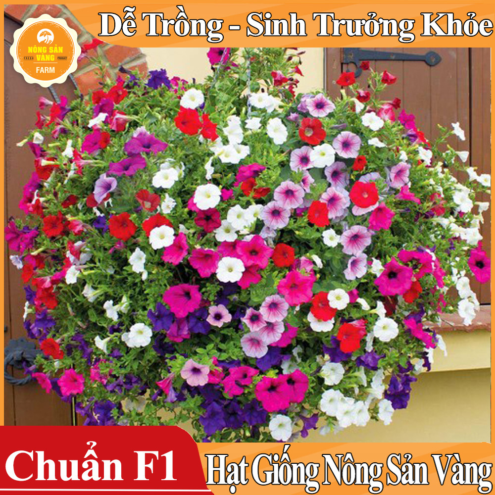 Hạt giống Hoa Dạ Yên Thảo Mix Màu
