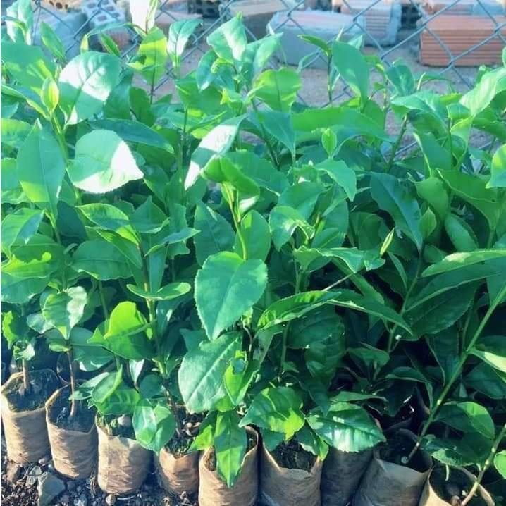 Combo 5 bầu giống chè xanh thái nguyên