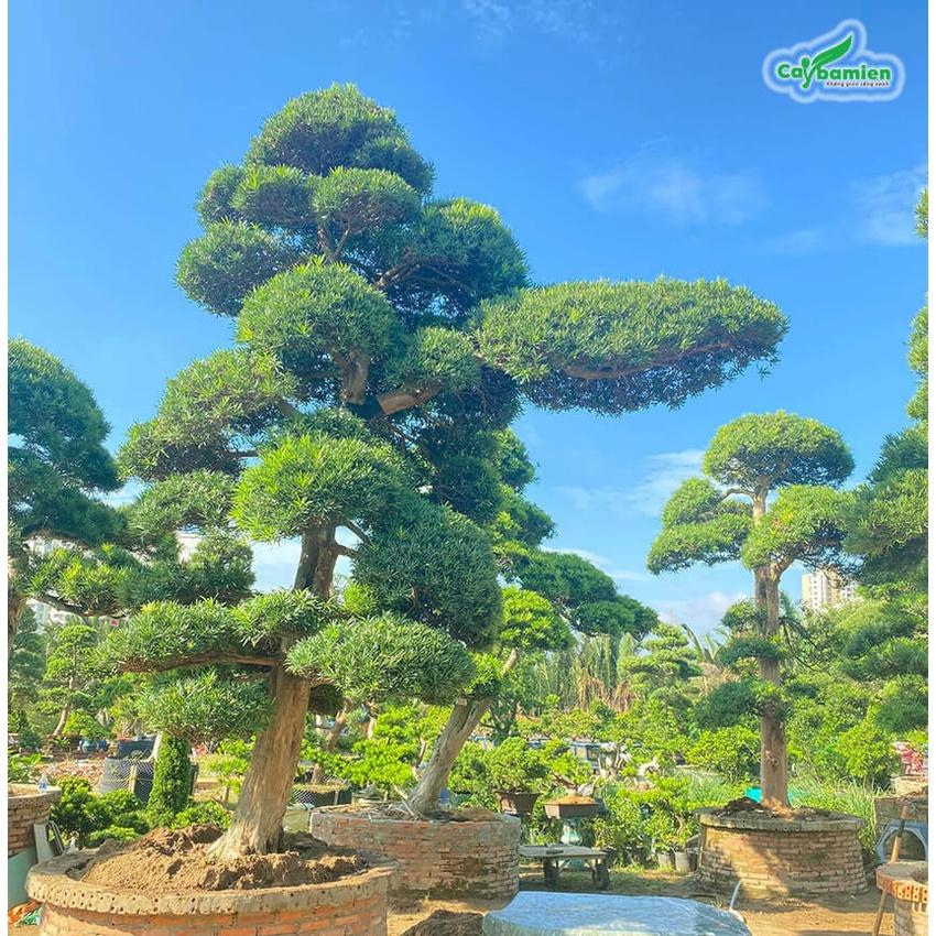 CÂY GIỐNG TÙNG LA HÁN