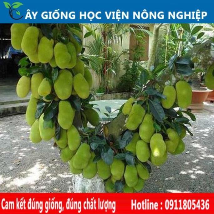 Sản phẩm Cây Ăn Trái mít nghệ siêu ngọt