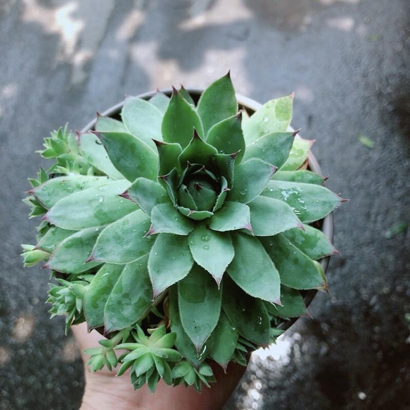 Sen Đá Phật Bà Xanh