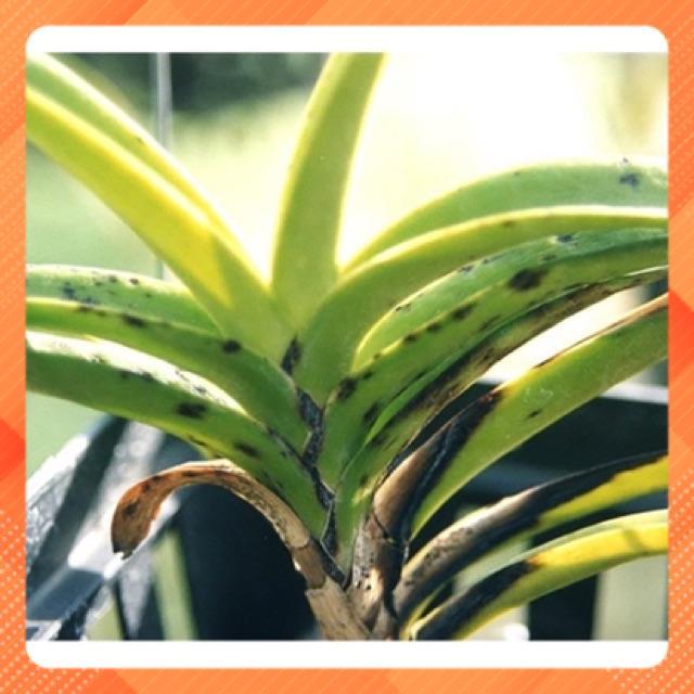 Compo 3 lọ : CHẾ PHẨM VI SINH P-GRO