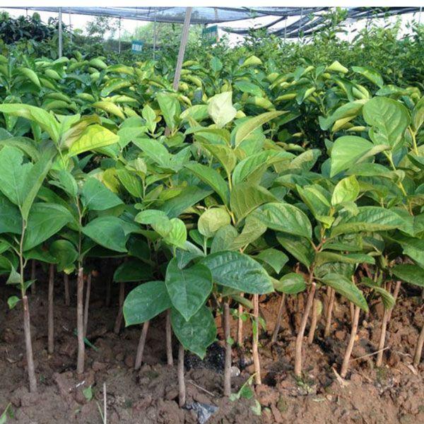 CÂY GIỐNG HỒNG GIÒN MỘC CHÂU ĂN CỰC NGON