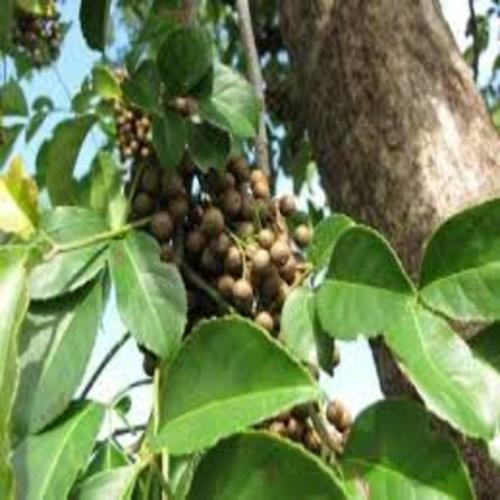 COM BO 5 CÂY NHỘI GIỐNG