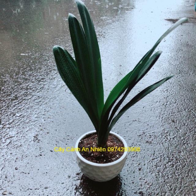 Chậu Lan Quân Tử