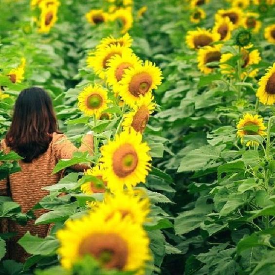 Hạt giống hoa hướng dương cao -1 gói 30 hạt -