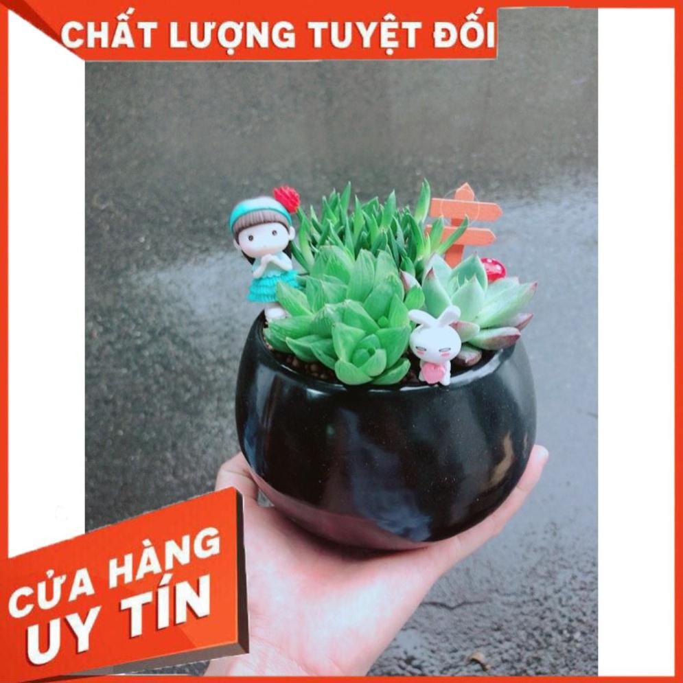 Chậu sen đá tiểu cảnh Nhiều Người Mua