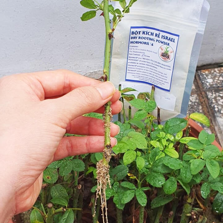Tự Giâm Chiết Hoa Hồng tại nhà bằng Bột Kích rễ có trị nấm bệnh nhập khẩu Israel dành cho cây thân gỗ hiệu quả và sát khuẩn vết cắt
