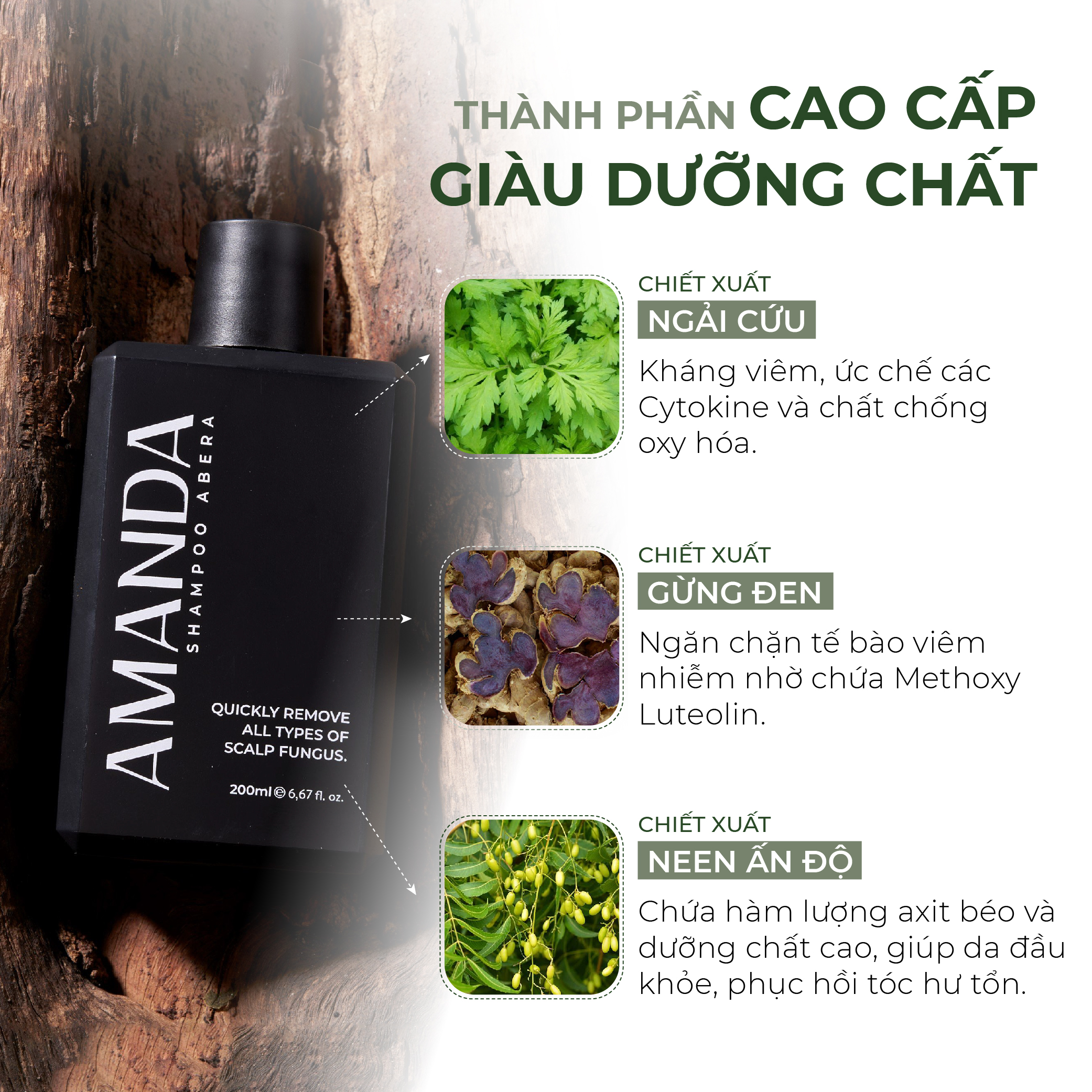 Dầu Gội Amanda Abera Xử Lý Nhanh Tình Trạng Gàu, Ngứa, Nấm Da Đầu Với Hương Thơm Nam Tính, Quyến Rũ - 200ml
