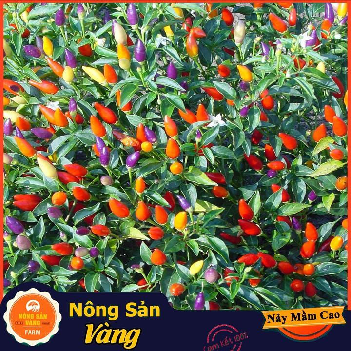 Hạt giống Ớt Ngũ Sắc