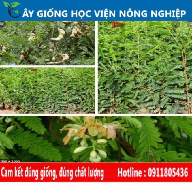 Sản phẩm Cây Ăn Trái cây me Thái- Me ngọt sai trái