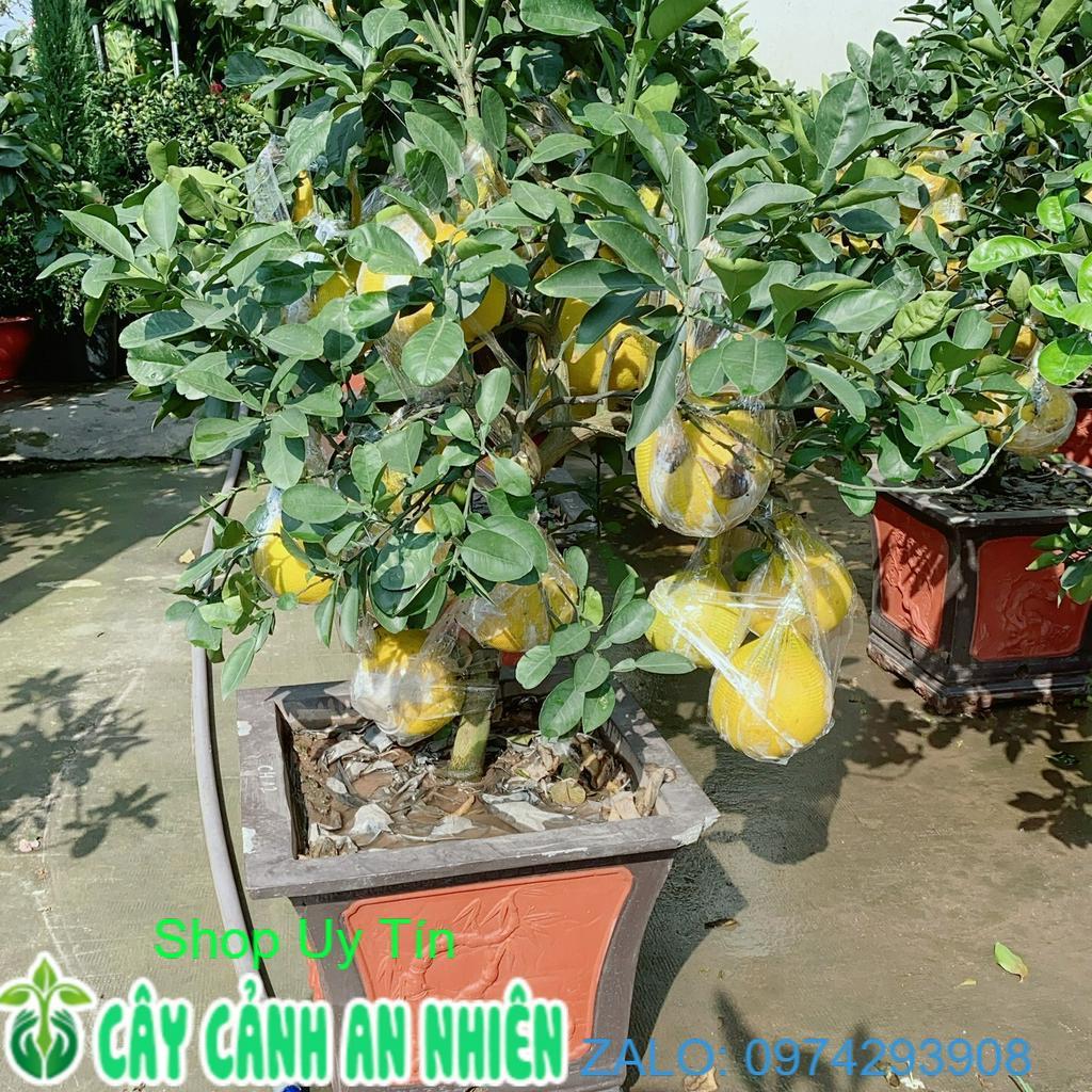 Chậu Cây Bưởi Kiểng