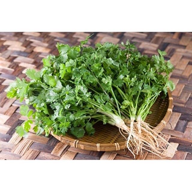 Hạt giống rau mùi tía cao sản