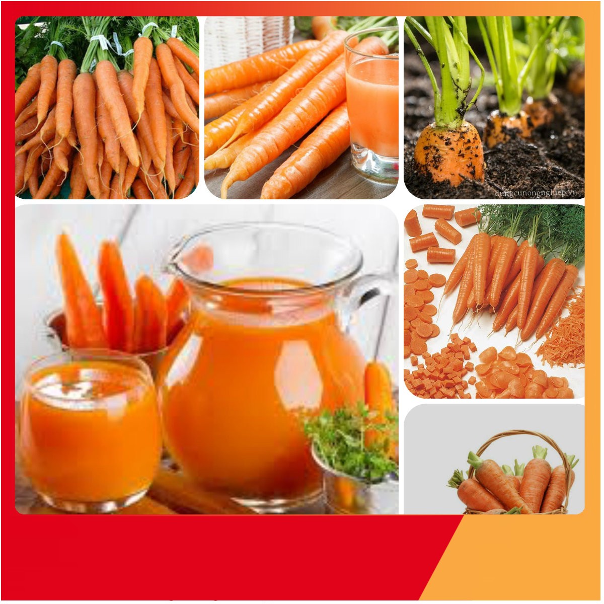 Hạt Giống Cà Rốt Nhật F1 - Nảy Mầm Cực Chuẩn