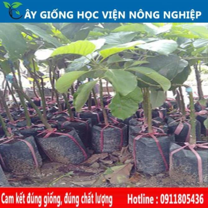 Sản phẩm Cây Ăn Trái cây bơ 034 - cây ăn quả