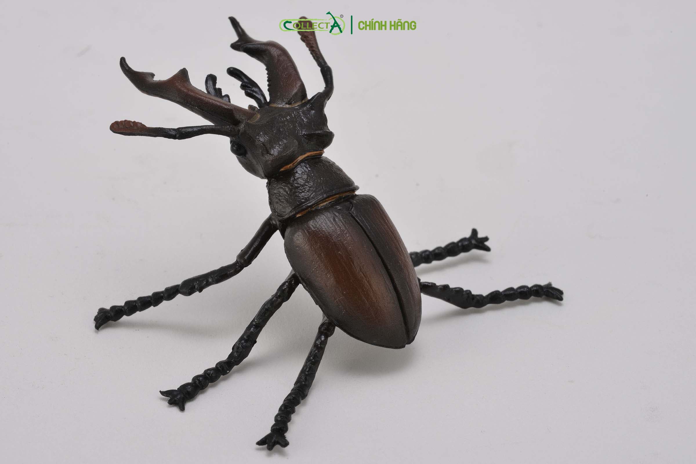 Mô hình thu nhỏ: Bọ Vừng - Stag Beetle, hiệu: CollectA, mã HS 9653110[88703] -  Chất liệu an toàn cho trẻ - Hàng chính hãng