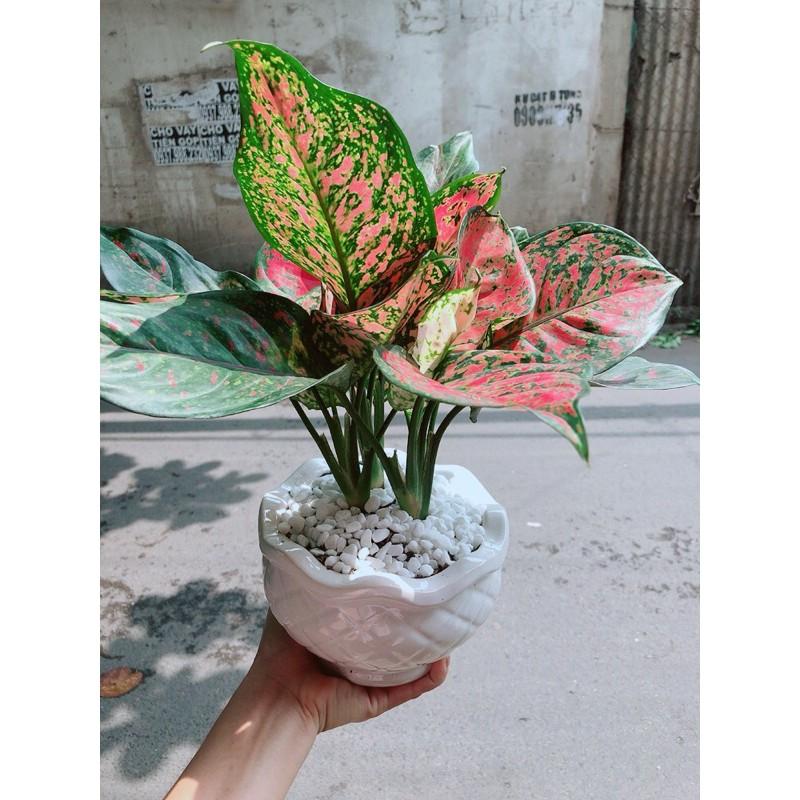 Chậu Cây Vạn Lộc