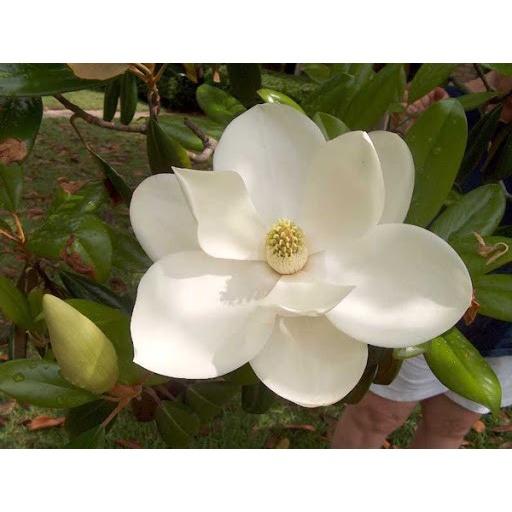 HOA DẠ HỢP HƯƠNG TRẮNG - cây giống lớn