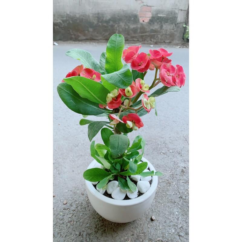 Chậu Xương Rồng Bát Tiên