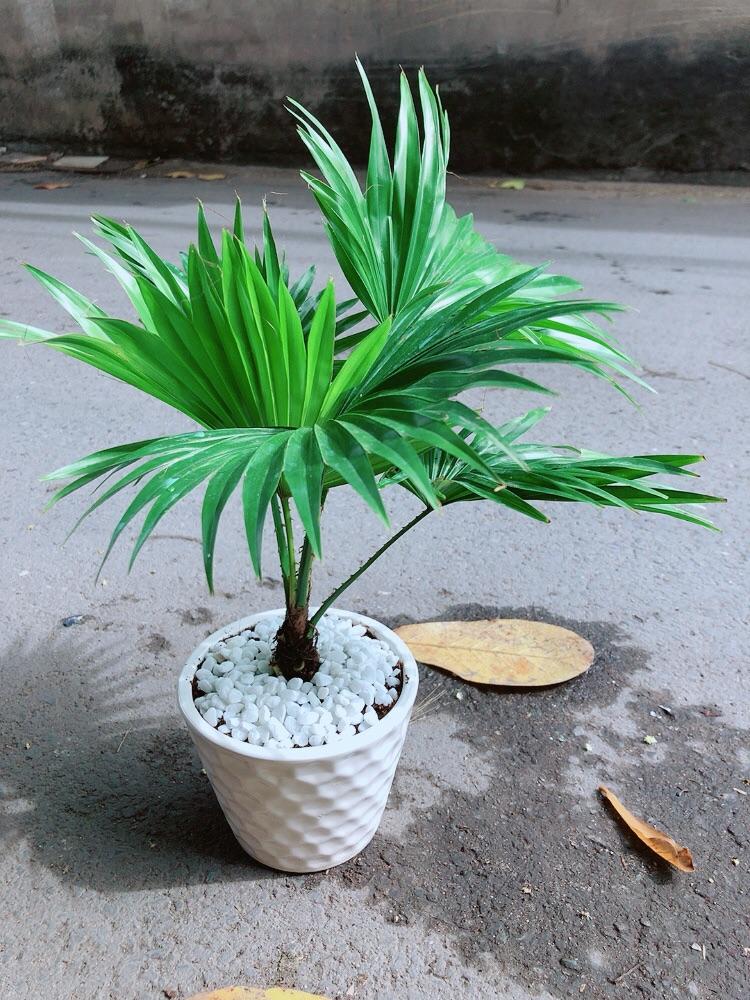 Chậu Cây Cọ Kiểng