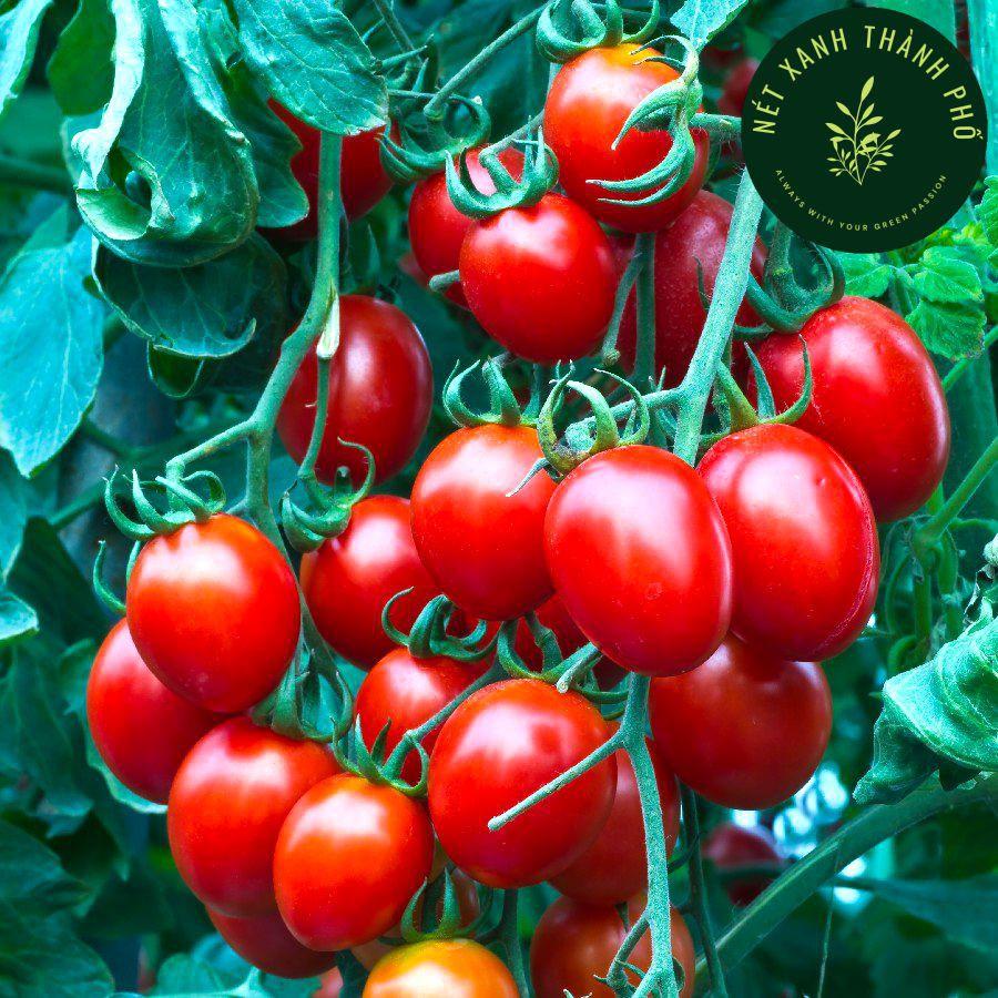 Hạt giống Cà chua Cherry đỏ