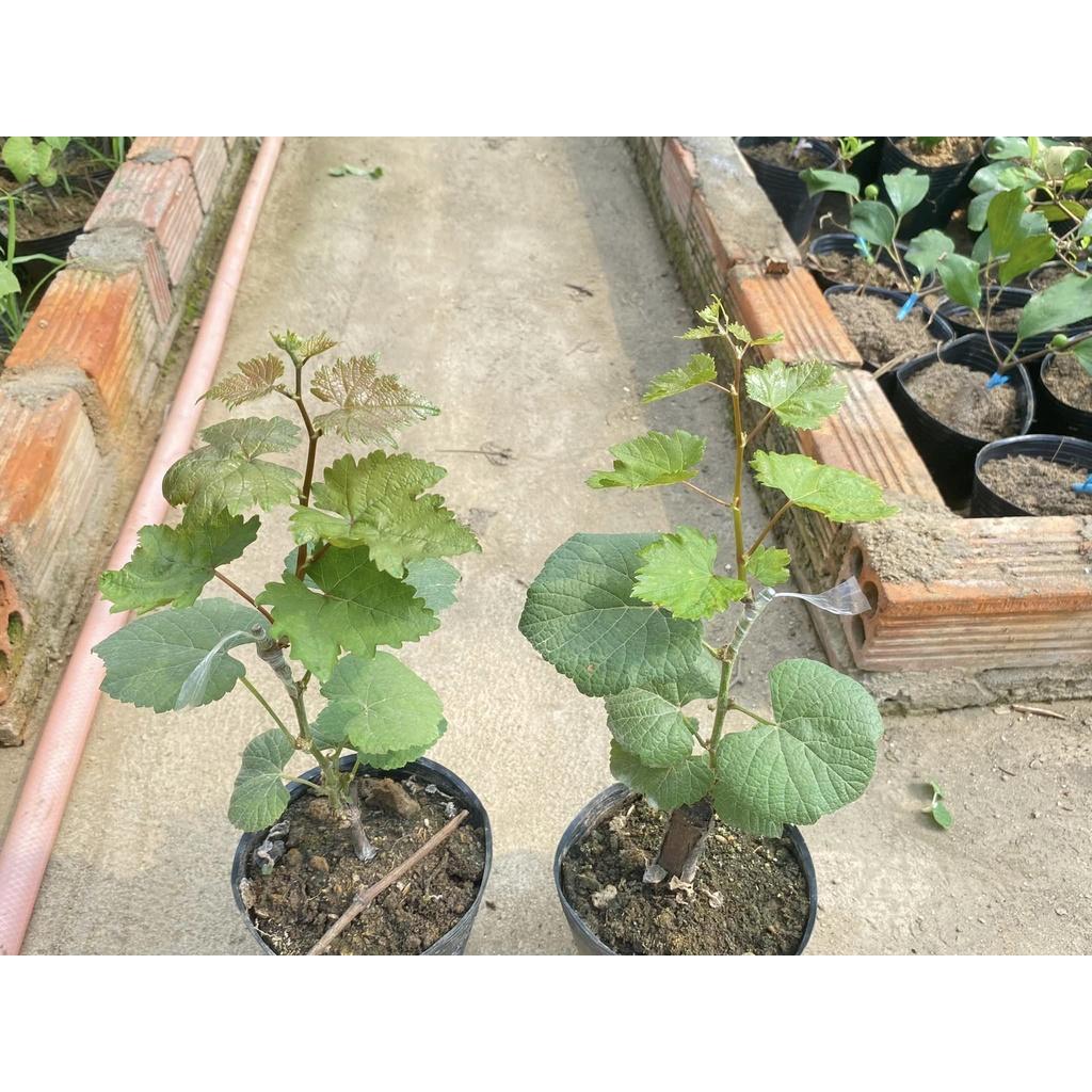 Cây giống nho ngón tay, giống cây ăn quả nhập ngoại, cây giống cao 30cm, giống khỏe đã được thuần chùng dễ trồng