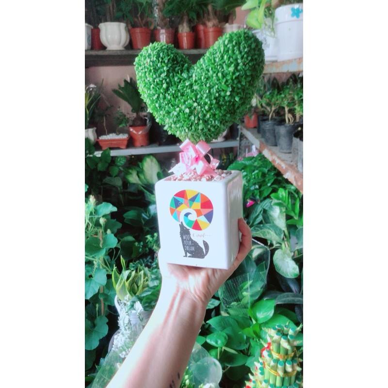 Chậu Cây May Mắn Trái Tim