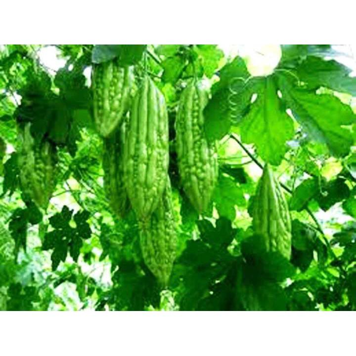 Hạt giống Khổ Qua sạch 10gr