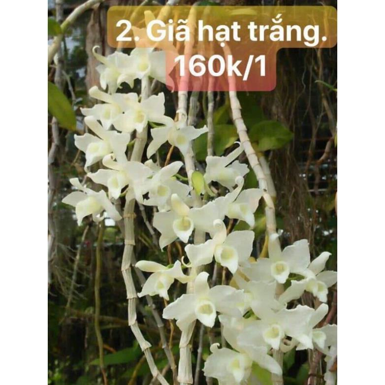 Kie Phi điệp trắng Thái hoa thơm liên hệ ngay để xem video chi tiết