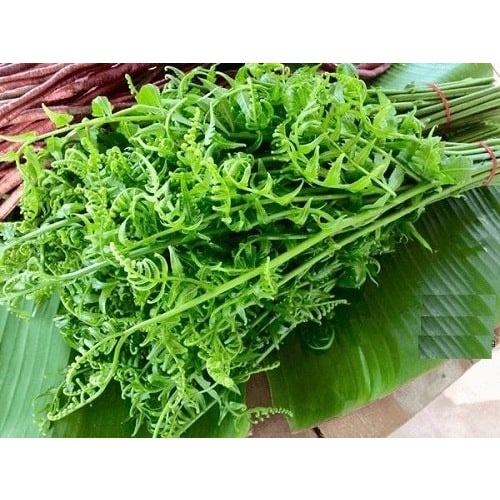 Cây giống cây rau dớn rừng - đặc sản vùng núi và trung du
