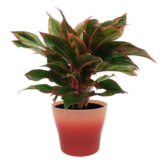 CÂY PHÚ QUÝ ĐỎ-MANG LẠI PHÚ QUÝ-MAY MẮN CHO GIA CHỦ