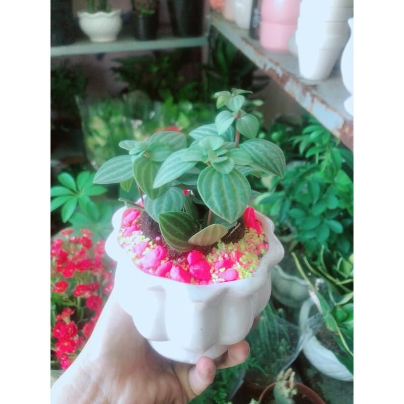 Chậu Cây Hột Xoàn