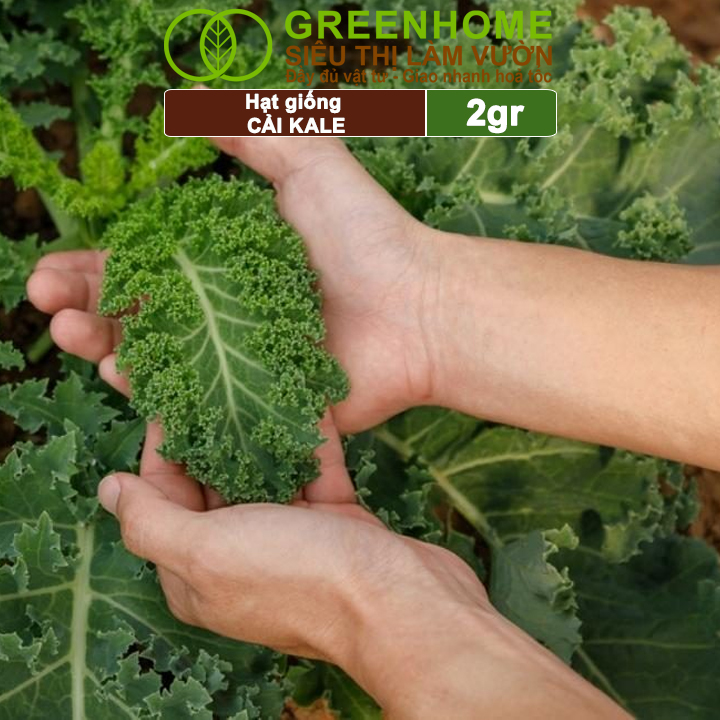 Hạt Giống Cải Xoăn Kale Greenhome, Gói 5g, Dễ Trồng Quanh Năm, Nảy Mầm Cao, Thu Hoạch Nhanh, Năng Suất Cao R16
