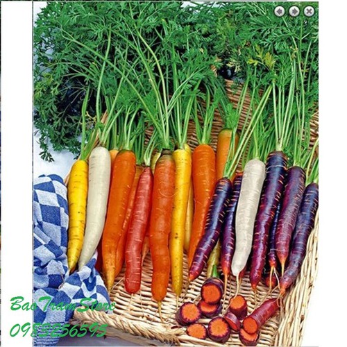 Hạt Giống Cà Rốt nhiều màu_50h (Siêu dễ trồng)