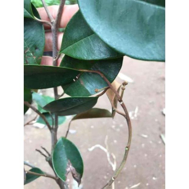 Combo 2 Cây Giống Vú Sữa Lò Rèn