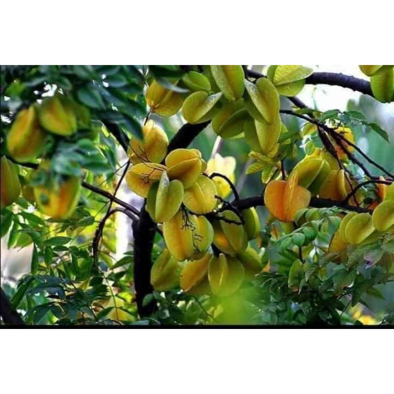 Cây giống khế ngọt