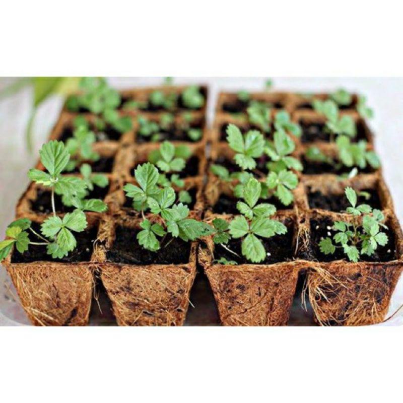 Combo 10 chậu xơ dừa ép nhiệt vuông coir pot kt 9,5 x 9.7cm