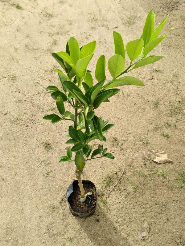 Cây giống Cam Xoàn Lai Vung siêu trái