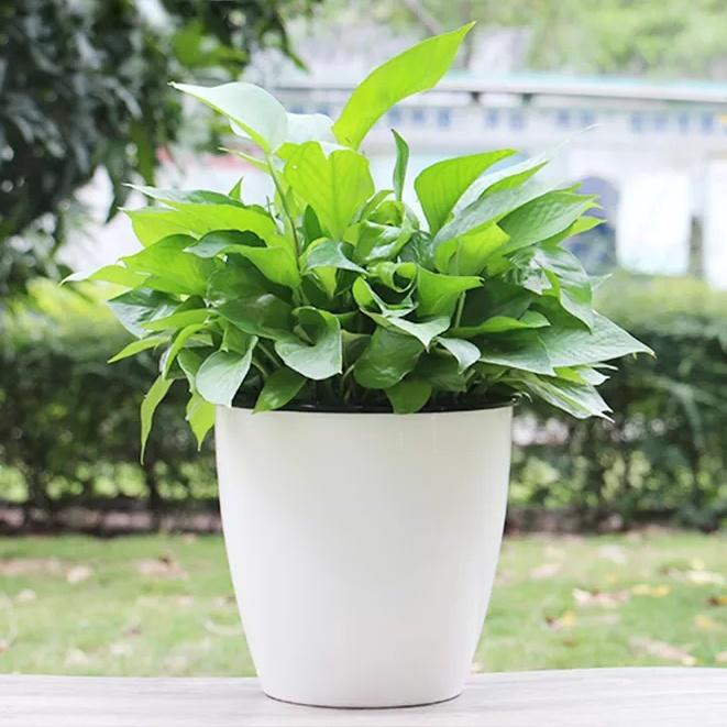 Chậu trồng cây tự tưới Oliz H0
