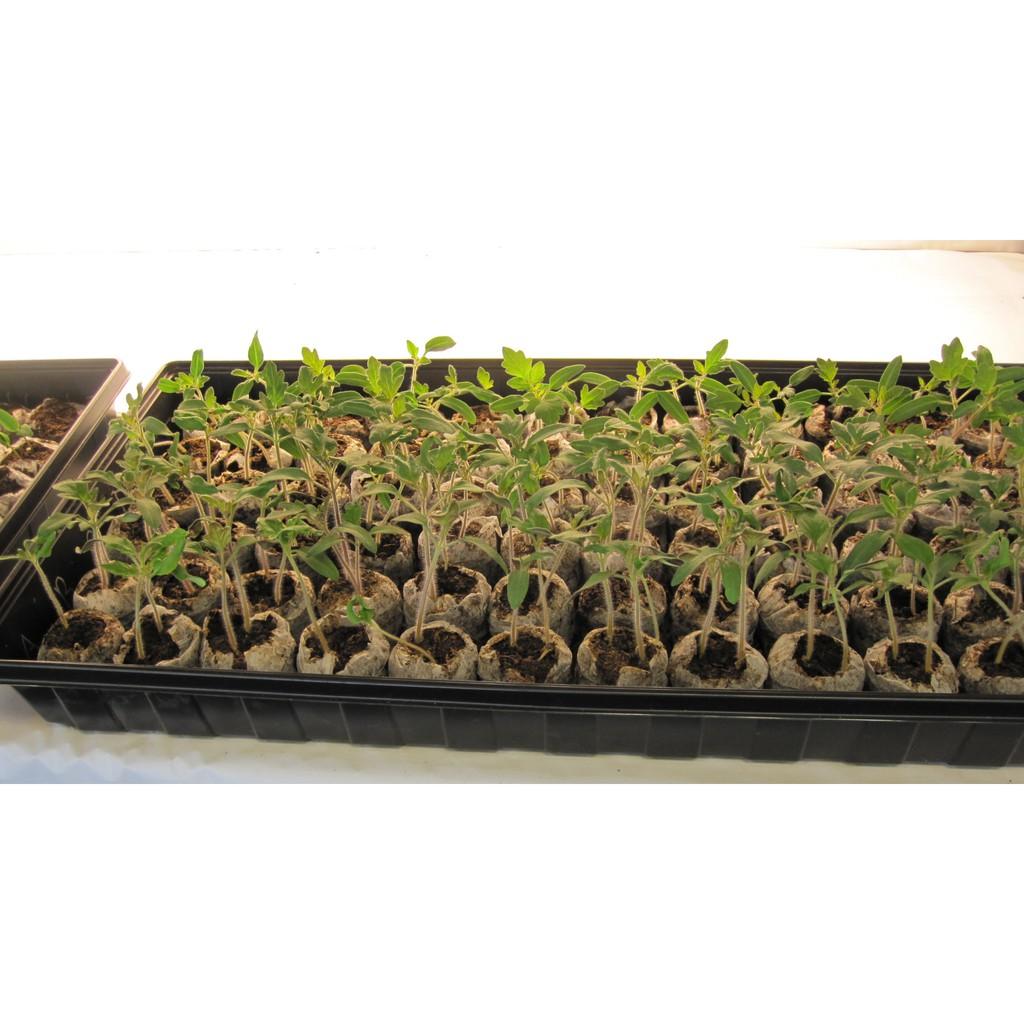 Bộ 50 và 100 viên nén ươm hạt xơ dừa hữu cơ trồng rau, dâu tây, thủy canh (loại lớn cao 60mm)