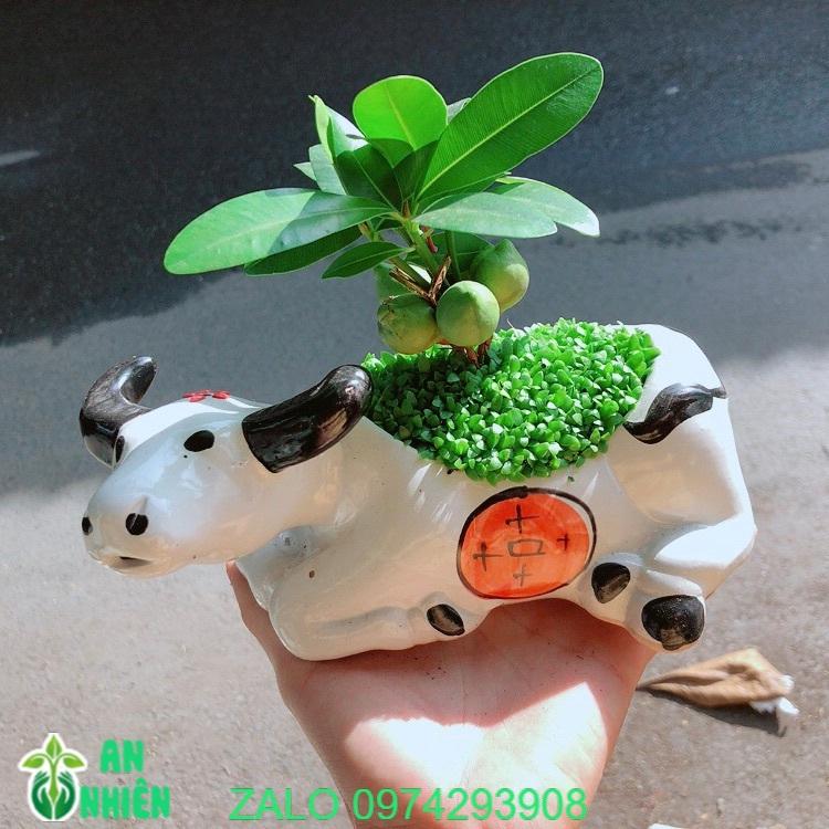 Chậu Cây Tài Lộc Trâu May Mắn