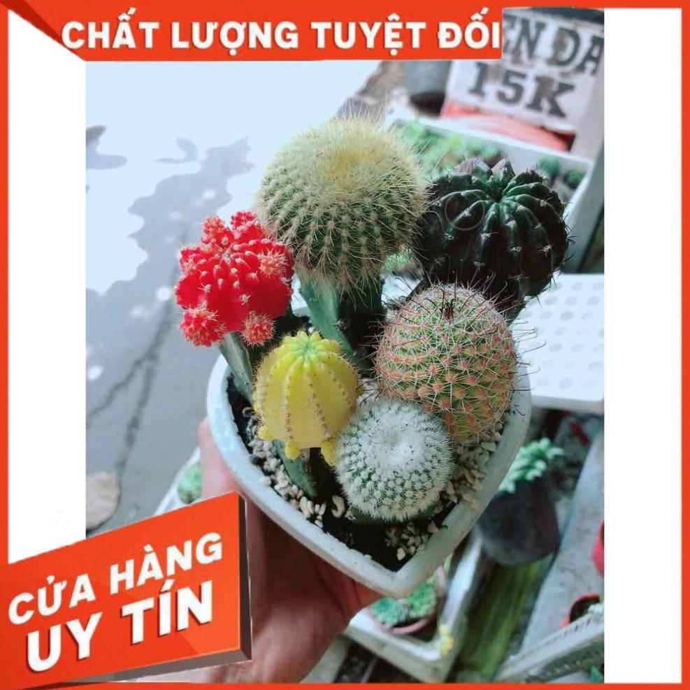 Chậu xương rồng tiểu cảnh Nhiều Người Mua