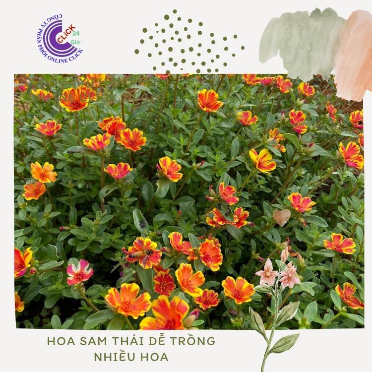 200g Cành Giống Hoa Sam Chuẩn SAM THÁI Nhập Khẩu Hoa To Màu Số 2 Hoa Siêu Đẹp Hoa Mười Giờ Bonsai &amp; Phụ Kiện