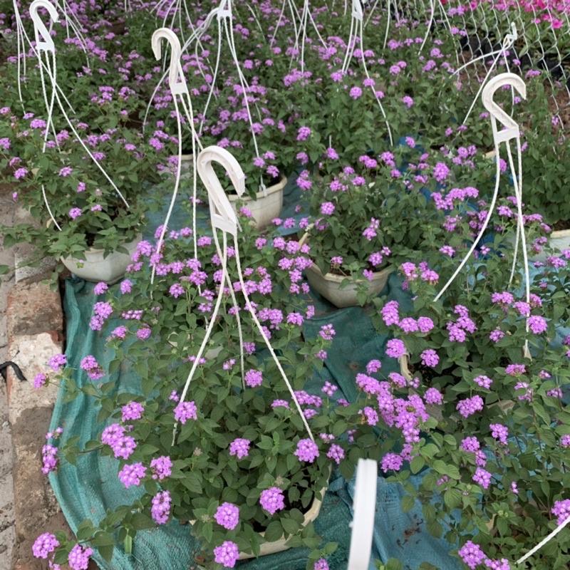 Chậu hoa ngũ sắc tím rủ treo bán kính 25-30cm, chậu hoa treo ban công, sân vườn nở rực rỡ đẹp mắt