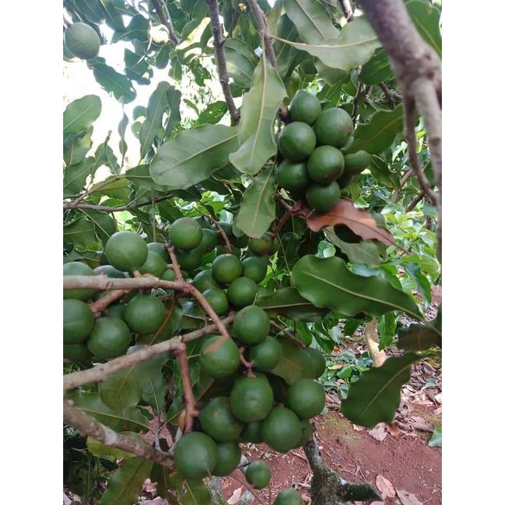Cây Giống Macca Ghép Chuẩn