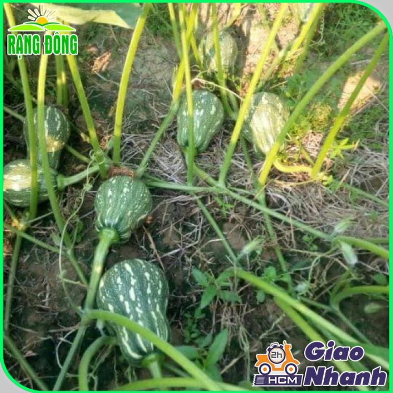 Hạt Giống Bí Đỏ Hạt Đậu Lai F1 Năng Suất Cao rạng đ- Hạt giống Rạng Đông