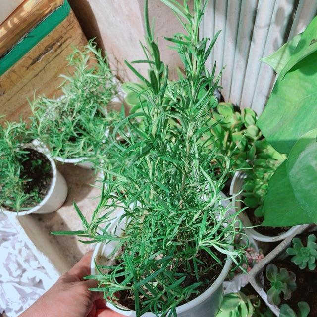 Chậu Hương Thảo