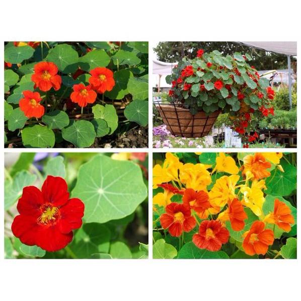 307A Hạt Giống Sen Cạn Lùn Mix Màu