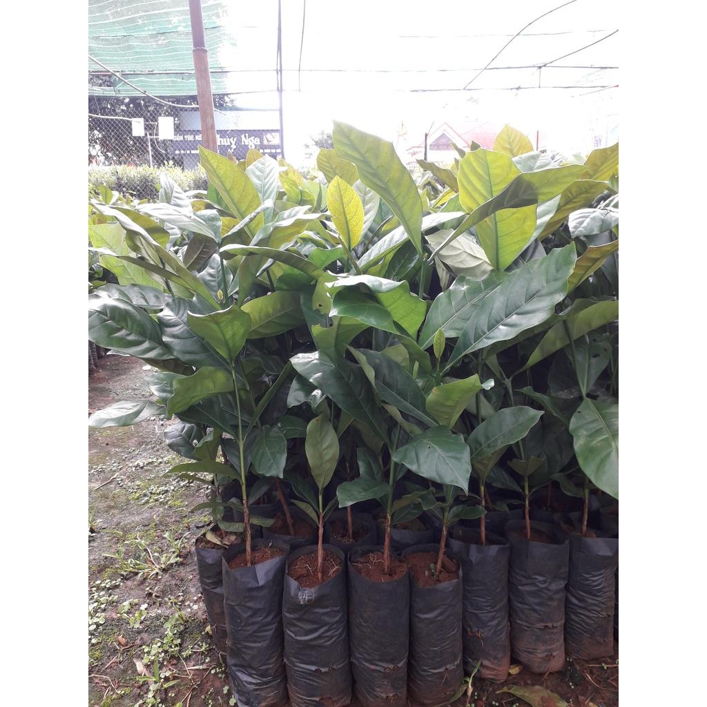 Cây giống Cà Phê Arabica cao đẹp như hình.
