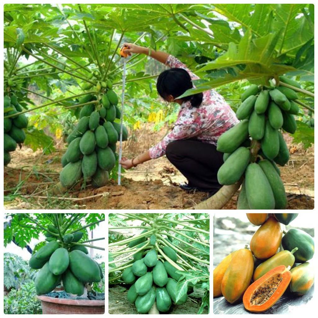 Hạt Giống Đu Đủ Lùn Xanh Siêu Quả - 1 Gói 5 Hạt